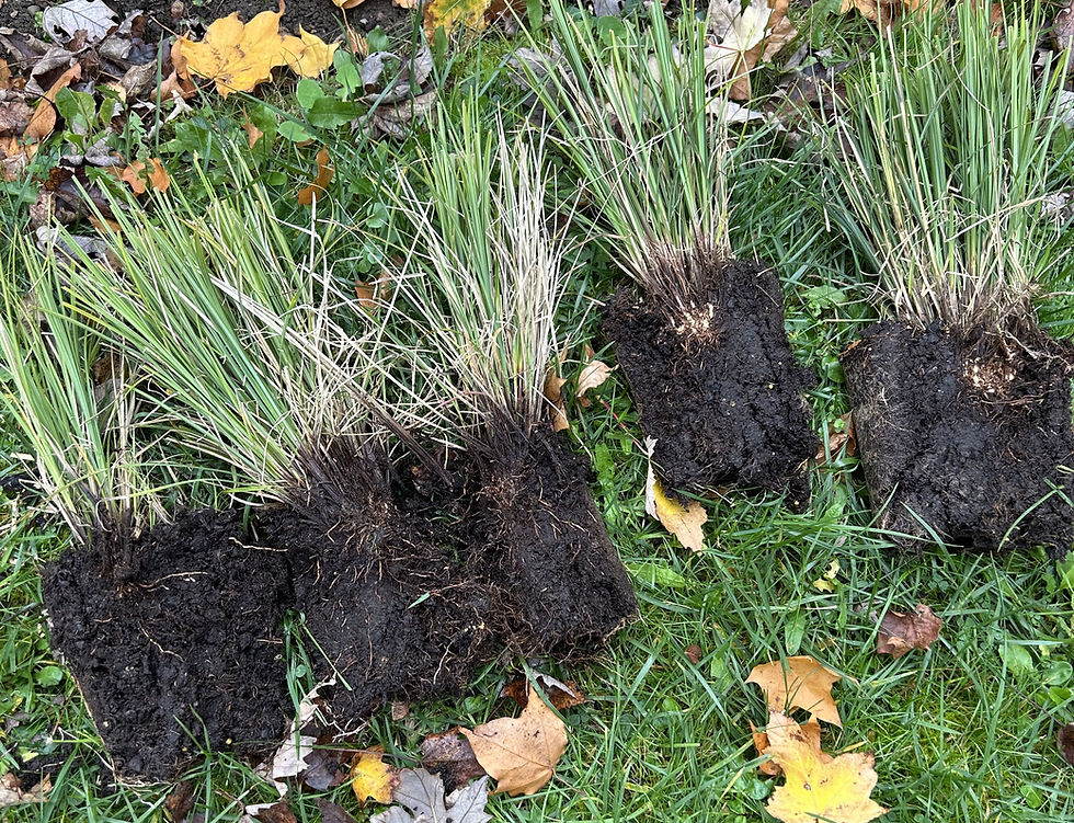Divisions of sedge with soil roots lie on green grass, surrounded by scattered autumn leaves in various colours.