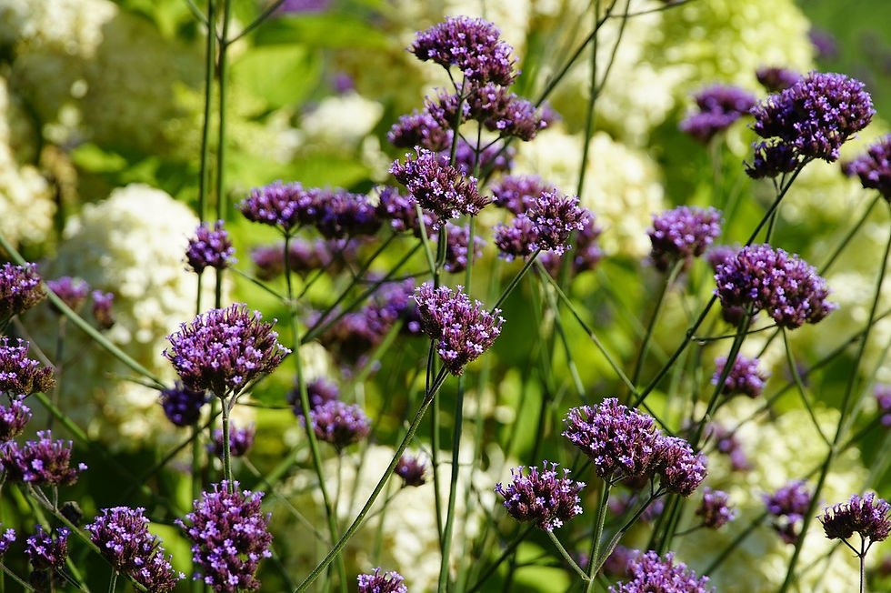 Purple flowers of Verbena bonariensis bloom vibrantly among lush green leaves and pale yellow blooms, creating a serene and colourful garden scene.