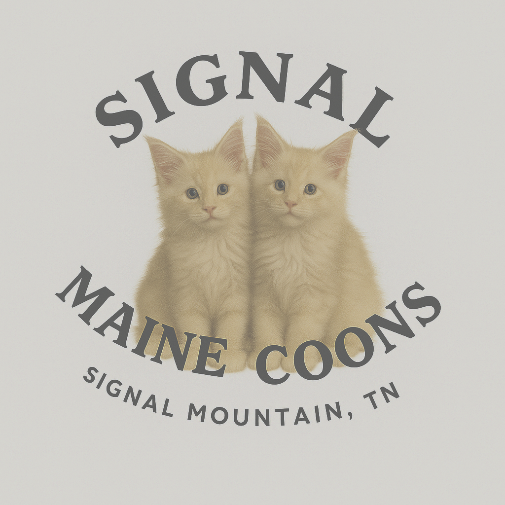 Signal Maine Coons | Authentic Maine Coon Breeder – United States