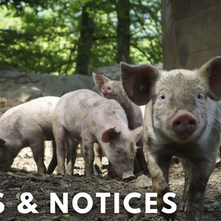 News & Notices 22nd June 2025
