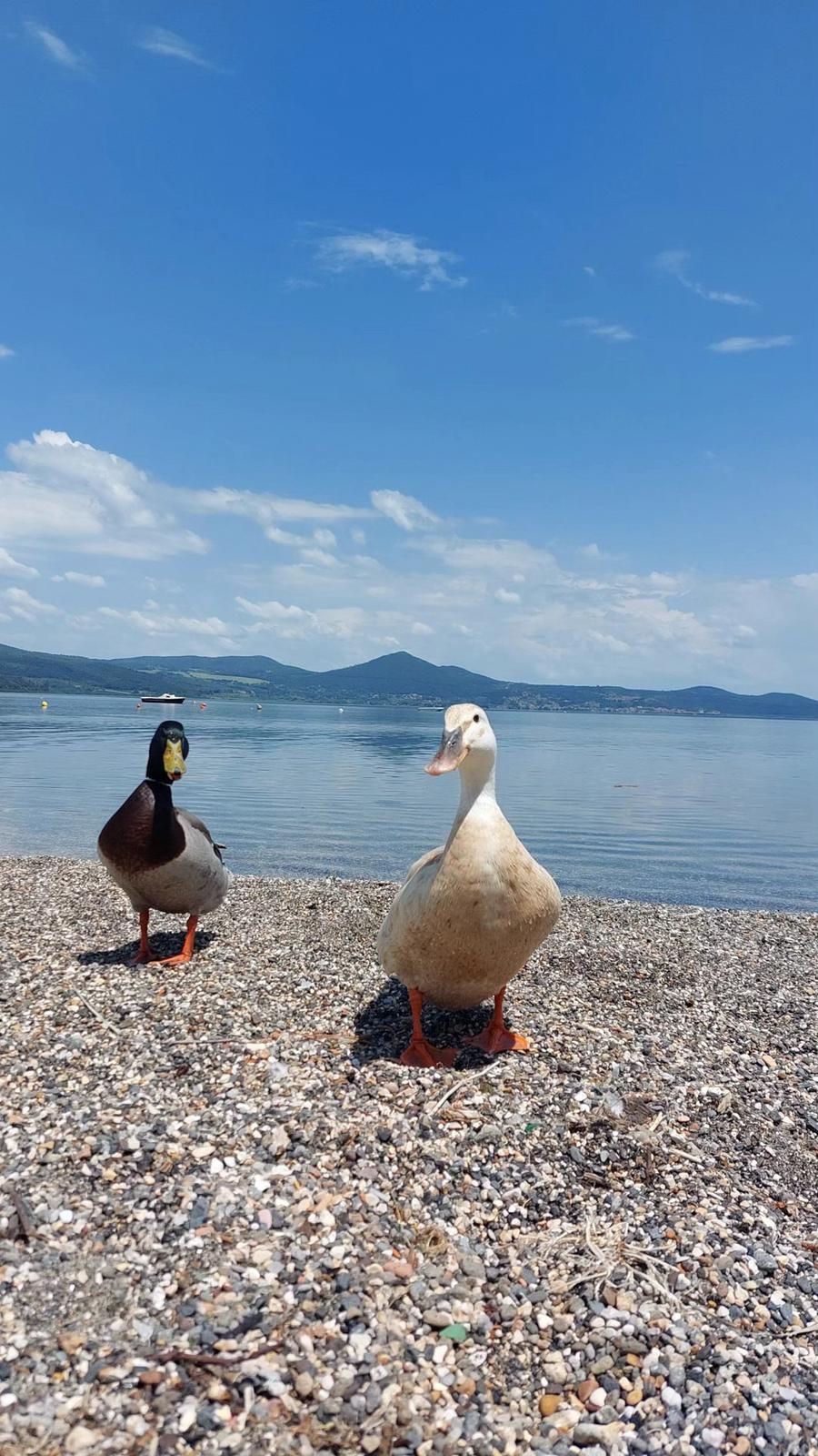 papera bianca e papera scura in riva al lago con monti sullo sfondo