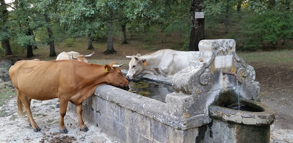 bovini bevono da un antico abbeveratoio nel bosco