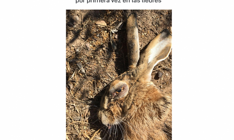 MIXOMATOSIS-800x800.png
