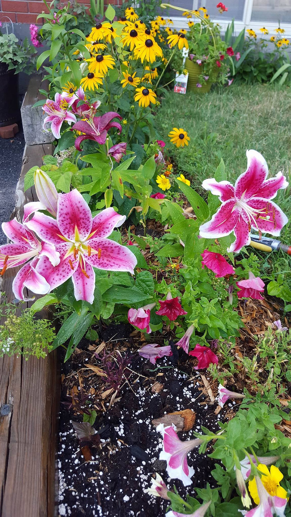 Lillium Stargazer
