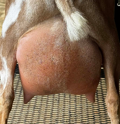 LT-FARM PC PEACH BLOSSOM Udder