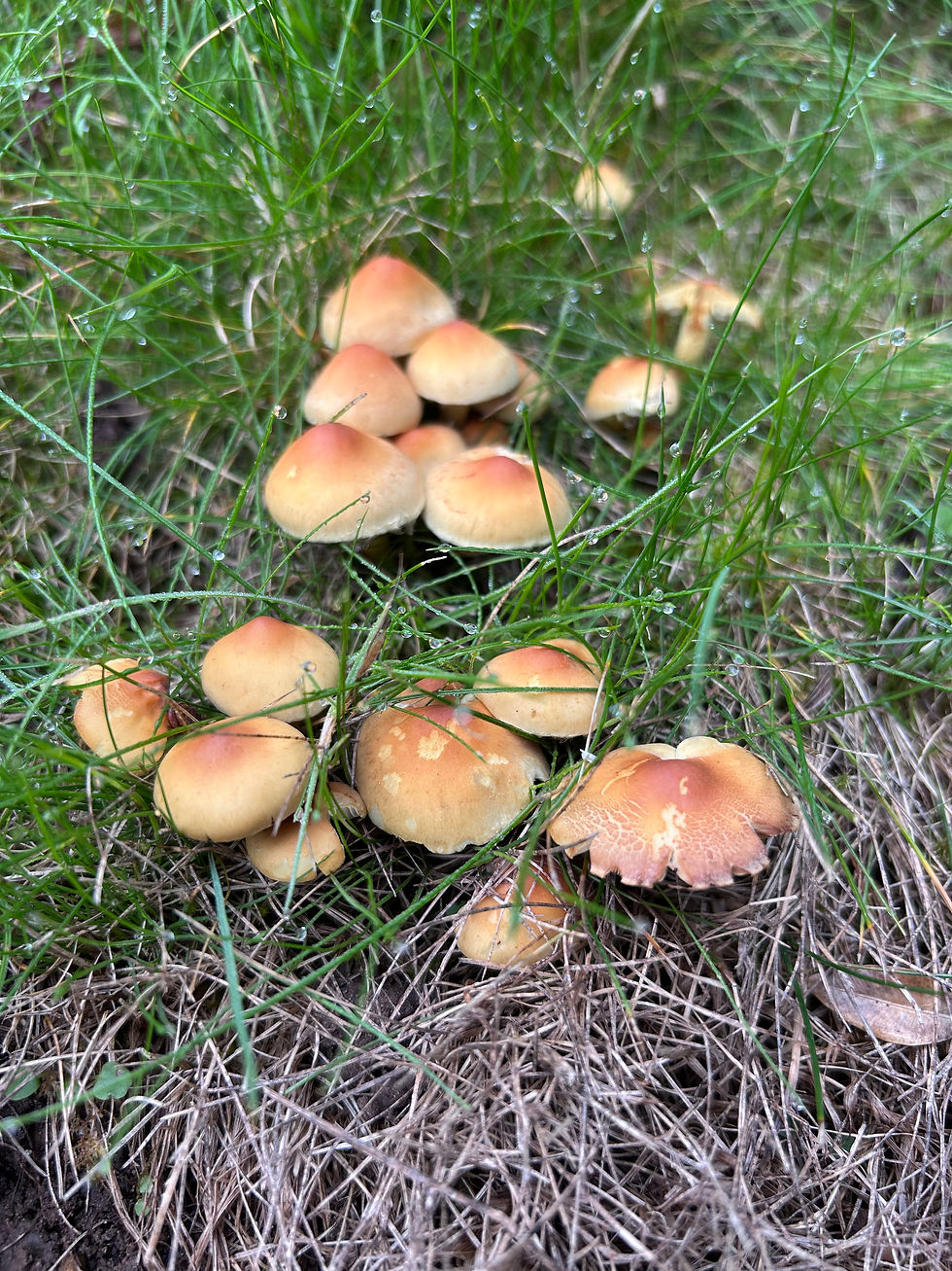 Foraging for Mushrooms