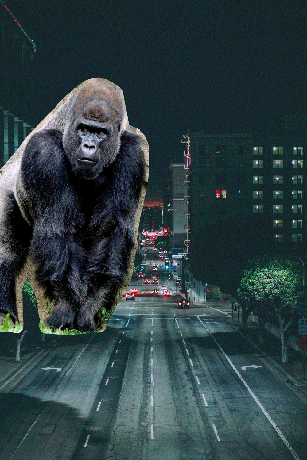 Gorilla.gif