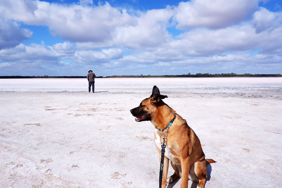 a dog on a salt lake with a man in a hat in the background