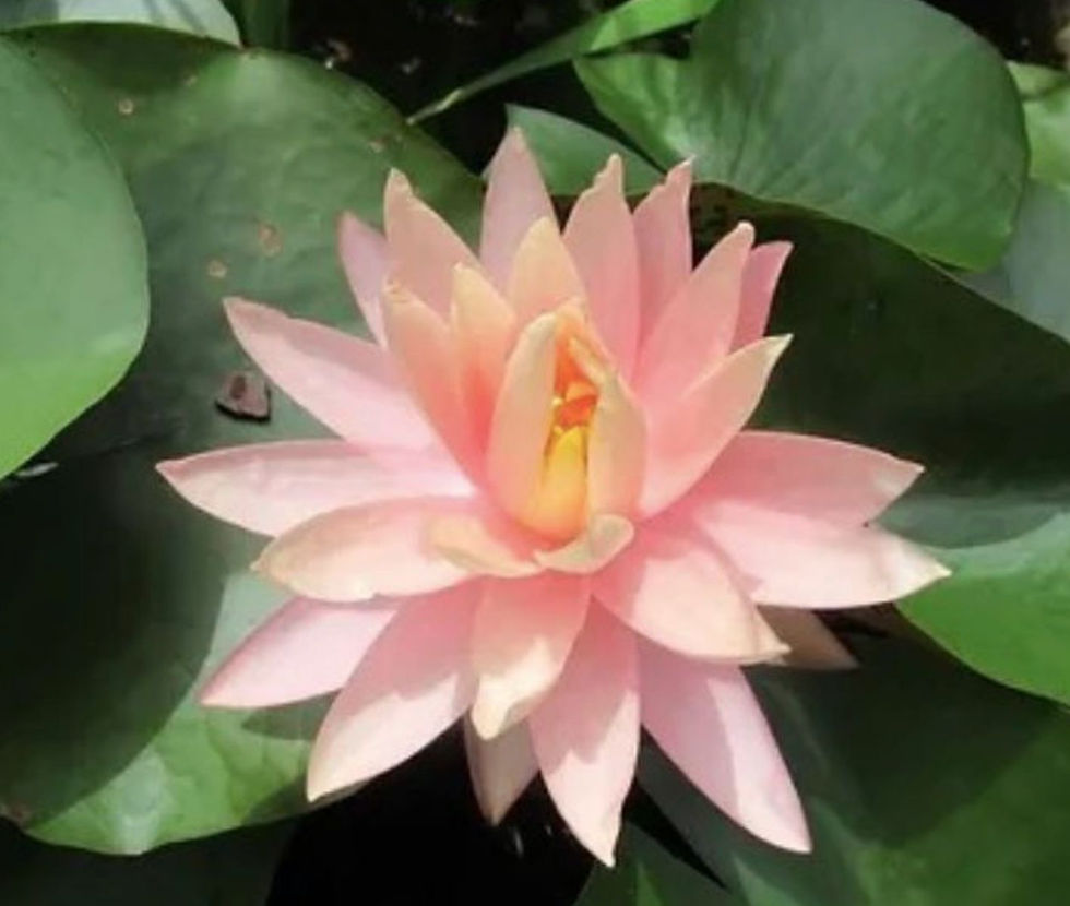 Mar 22, 2026 || Daily Thought & Prayer