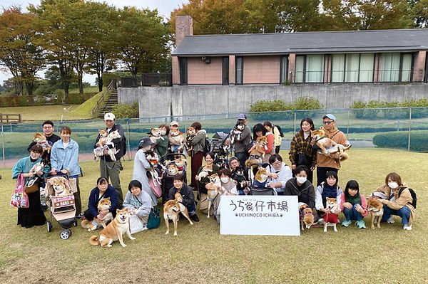 02-0柴犬IMG_3666.jpg