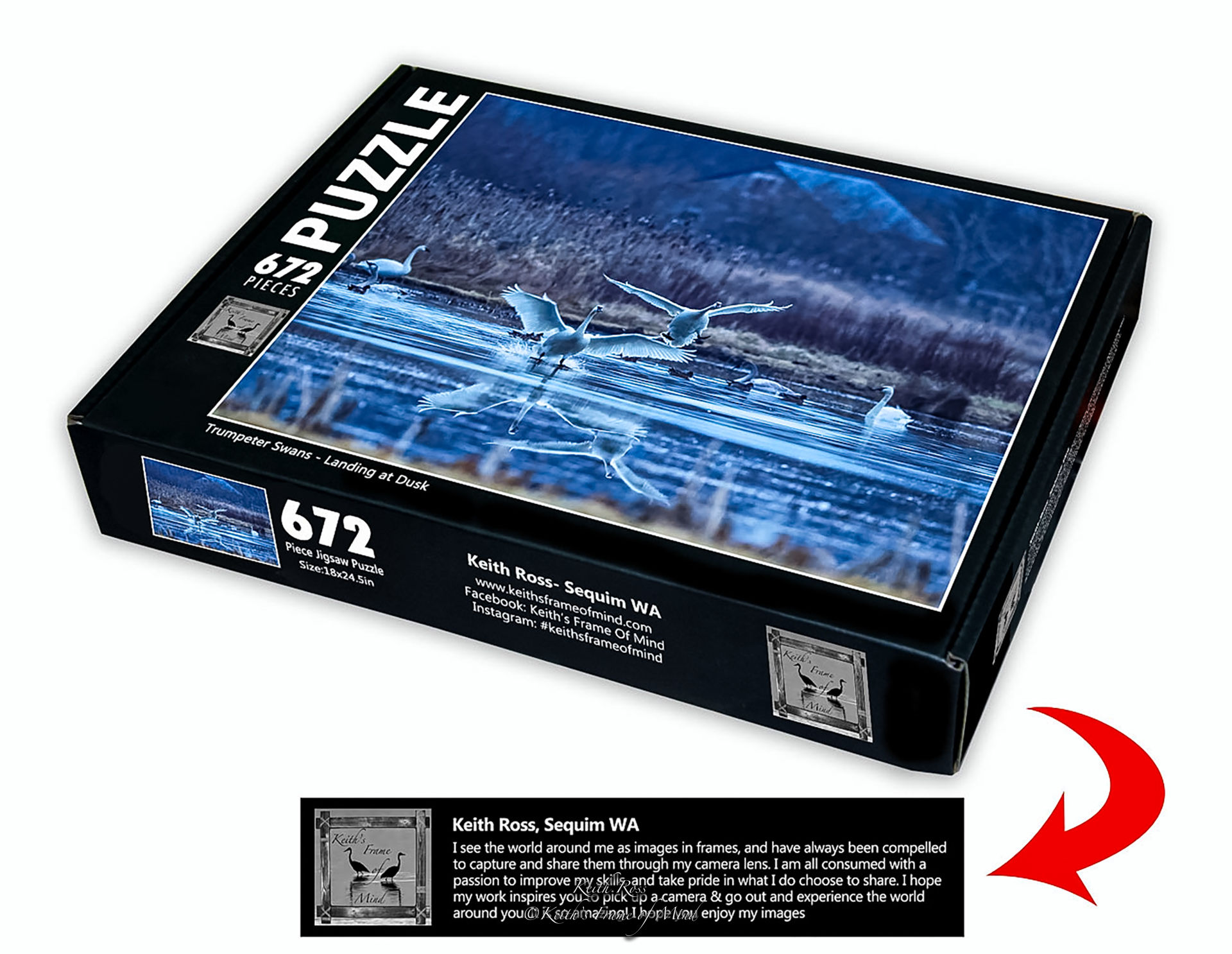 Trumpeter Swans - Landing at Dusk