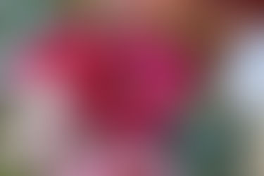 Brittney Barr + Robby Phillip