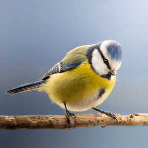 Wildlife Portraits