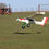 Thumbnail: Draco Bush Plane 2M wing span .. 3D Printed
