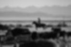Black-and-white scene of cattle in the foreground with a cowboy on horseback working the herd in the midground, with distant