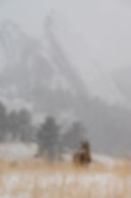 Mule deer standing in a snowy meadow with golden grass and pine trees, with the hazy Third Flatiron in the background in Boul