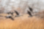 Motion-blur photo of several geese flying past tall reeds in a warm tan winter field, photographed in Boulder, Colorado.