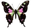 Rosa y Negro mariposa