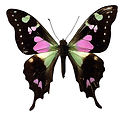 Pink and Black Butterfly