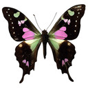 Rosa und schwarzer Schmetterling