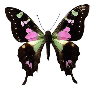 Roze en Black Butterfly