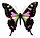 Pink and Black Butterfly