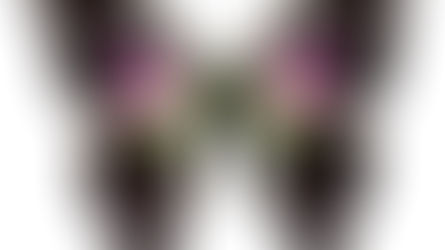 Insects in the Holy Quran