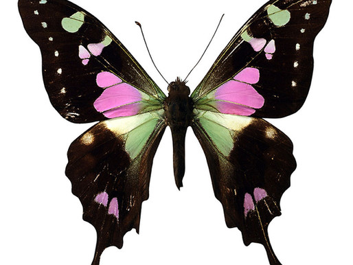 Insects in the Holy Quran