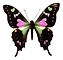 Pink and Black Butterfly