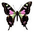 Pink and Black Butterfly
