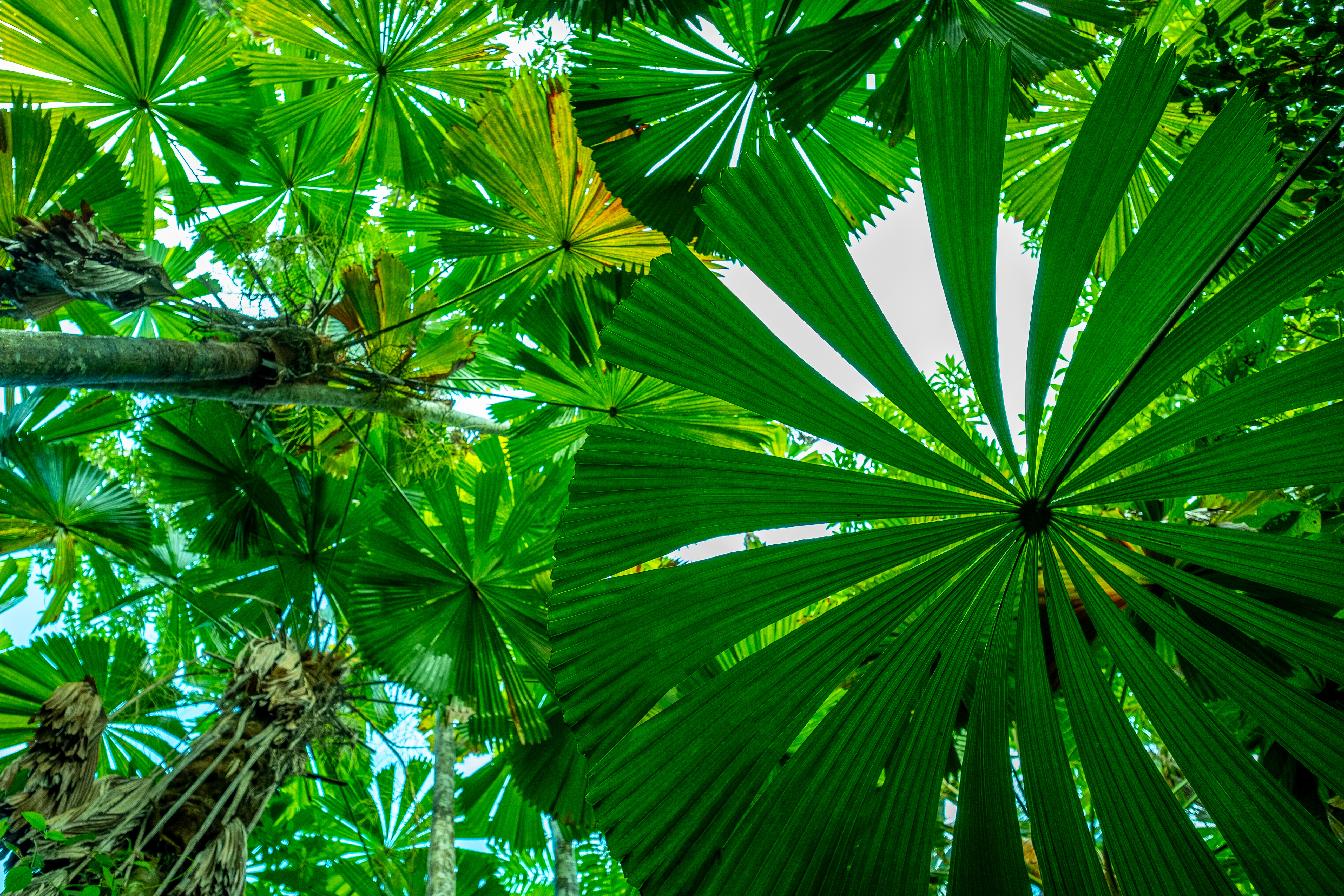 Daintree