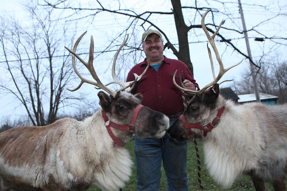 Mike Jablonski and 2 reindeer from one of the largest herds in North America.