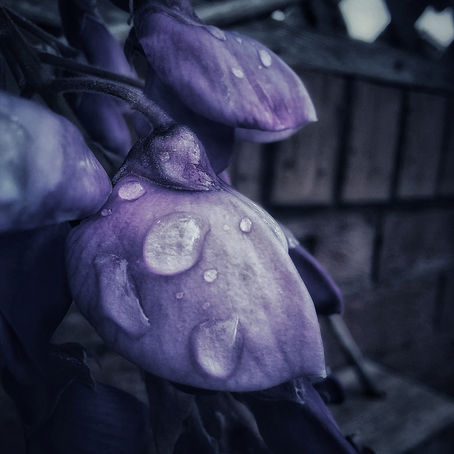 Moody shots