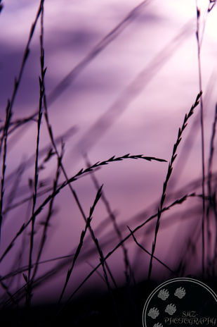 IMG_0431-01-01.jpeg