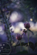 IMG_8162-02-01.jpeg
