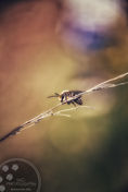 IMG_0936-01-01.jpeg