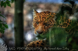 Jaguar mobile edit-01