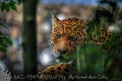 Jaguar mobile edit-01.jpeg