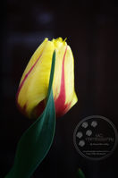IMG_8182-02-01.jpeg
