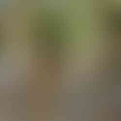 Madagaskar – raj, który uczy pokory