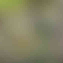 Marzęcin (Marienspring) – nieistniejąca wieś w gminie Kłodawa. Historia, ruiny i miejsce pamięci