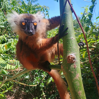 Lubuskie w cieniu lemurów