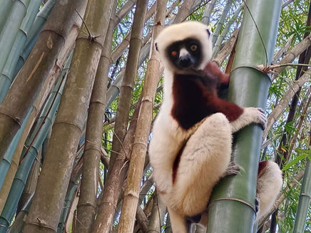 Lubuskie w cieniu lemurów