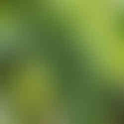 Lubuskie w cieniu lemurów