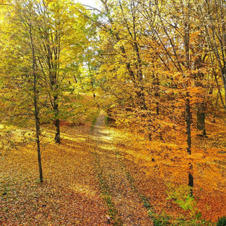 Lubuskie w złocie – jesienna podróż do Mierzęcina