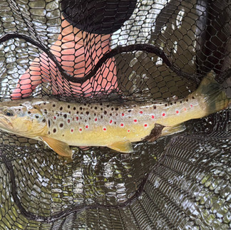 Zakończenie sezonu pstrągowego 2025 