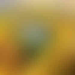 Lubuskie w złocie – jesienna podróż do Mierzęcina