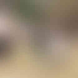 Czy Wikingowie nadal żyją wśród nas? A może… nigdy nie odeszli?