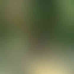 Atrakcje Lubuskiego: Spacer po Parku Mużakowskim