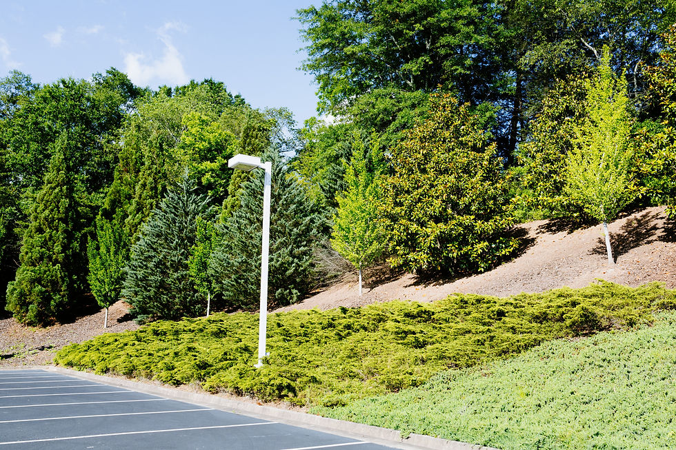 Green ground cover and trees alongside Toyota lot